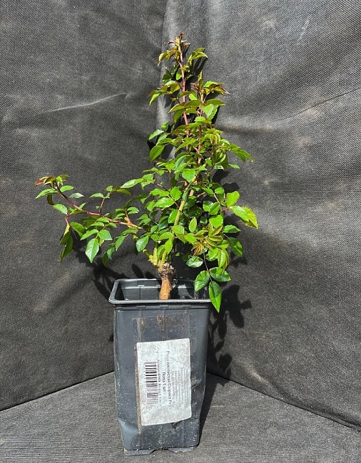 Роза плетистая Старлет Роуз Лола